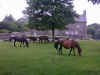 Ponies on Widecombe Green Ponies on Widecombe Green