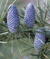 Fir Cones