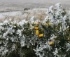 Hoar frost on gorse